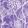Aster Violet (013)